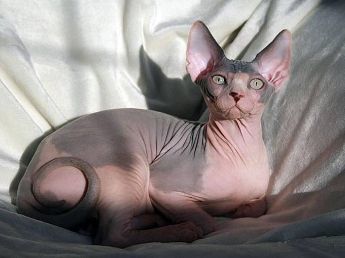 Mèo nhân sư Mèo nhân sư