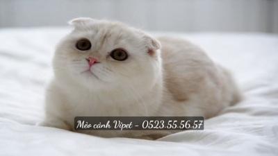 Chia sẻ kinh nghiệm nuôi mèo dành cho người mới bắt đầu