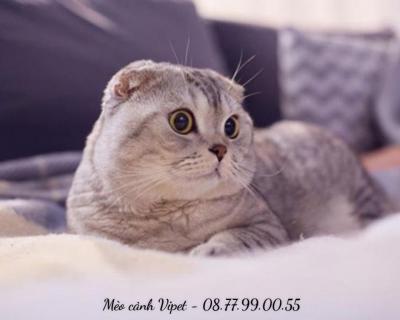 Mua Mèo Cảnh Đẹp Tại TPHCM - Vipet