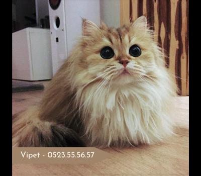 Top 7 Giống Mèo Đẹp Nhất Thế Giới