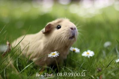 Top 7 loại thú cưng dễ thương, độc lạ được săn đón nhất hiện nay