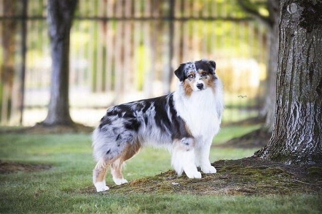 Chó Australian Shepherd sở hữu thân hình cân đối 