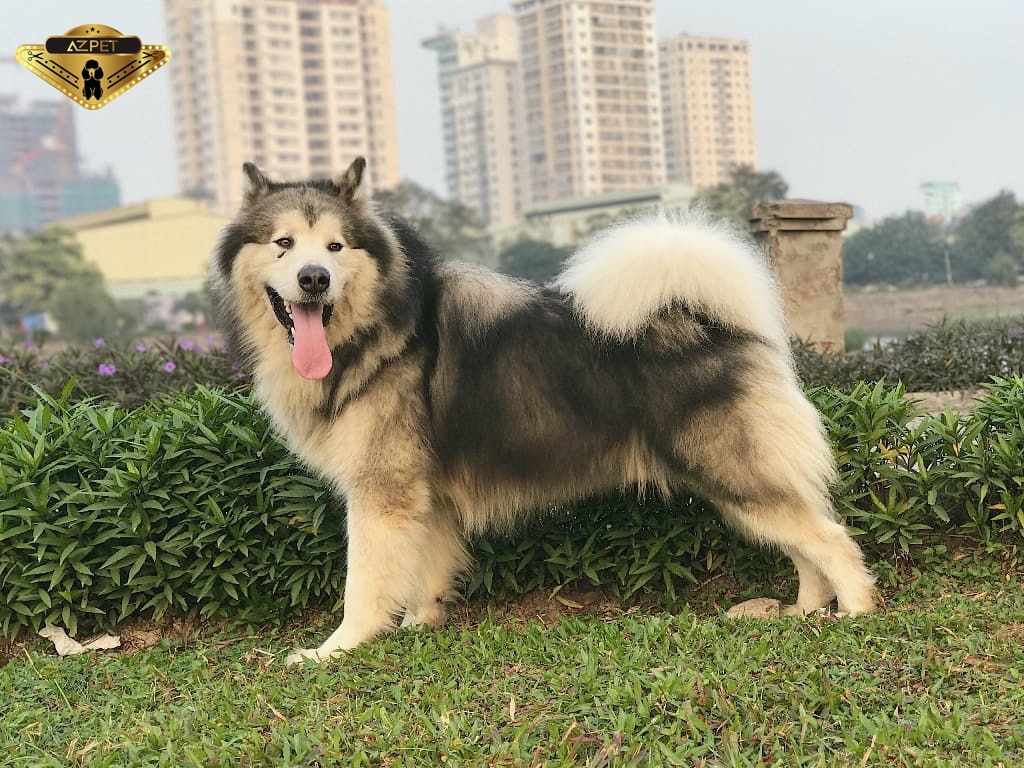 Chó alaska xám trắng