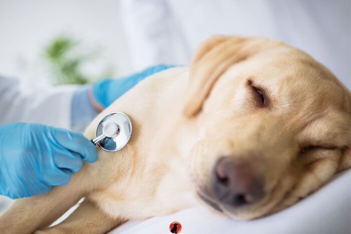 chó bị mất sức