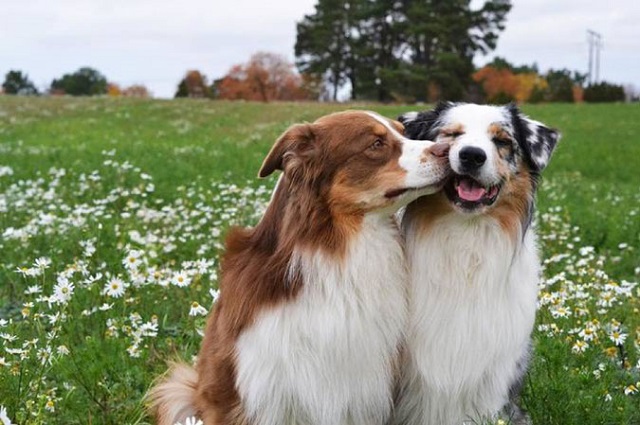 Màu lông của chó Australian Shepherd khá đa dạng 