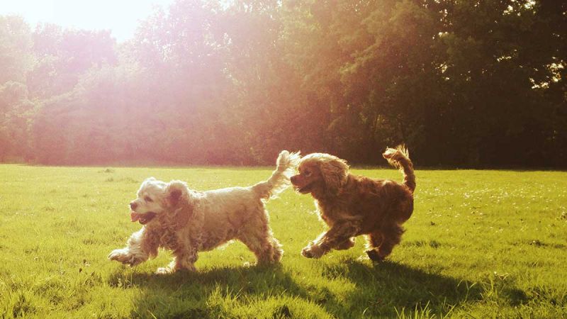 chó chơi ngoài trời