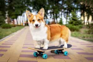 Chó corgi rất năng động