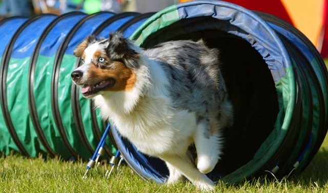 Nên huấn luyện cún con từ khi chúng được 13 tuần tuổi 