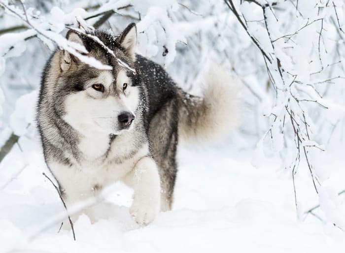  11 Giống Chó, Mèo Nhất Định Phải Sở Hữu Trong Đời