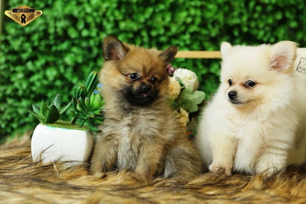 Chó Phốc Sóc Pomeranian
