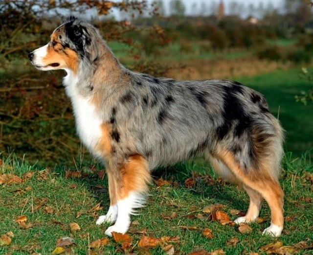 Chó chăn cừu Úc giá bao nhiêu? 